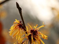 Hamamelis Harry 2016 01 23 9086